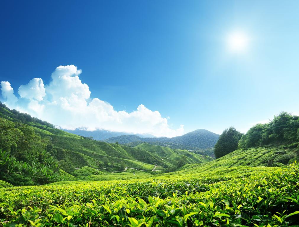 Homestay Cameron Highlands Mikayla Ngoại thất bức ảnh